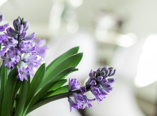 How to Keep Your Home Spotless with Lavender-Scented Cleaning Supplies”